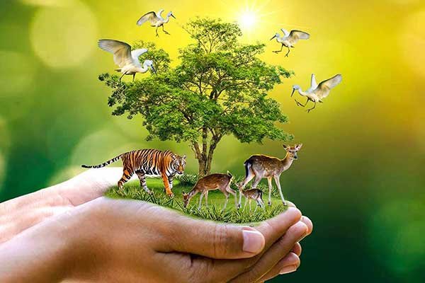 Wildlife